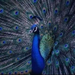 Meet your Posher, Mayra